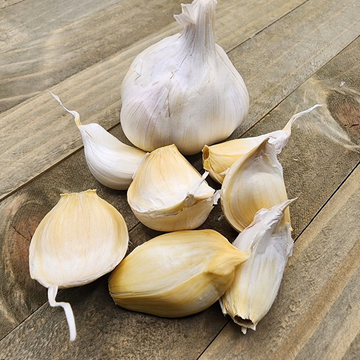 Organic Inchelium Red soft neck garlic bulb from SeedsNow-Garlic, showing its white papery skin and fresh cloves.