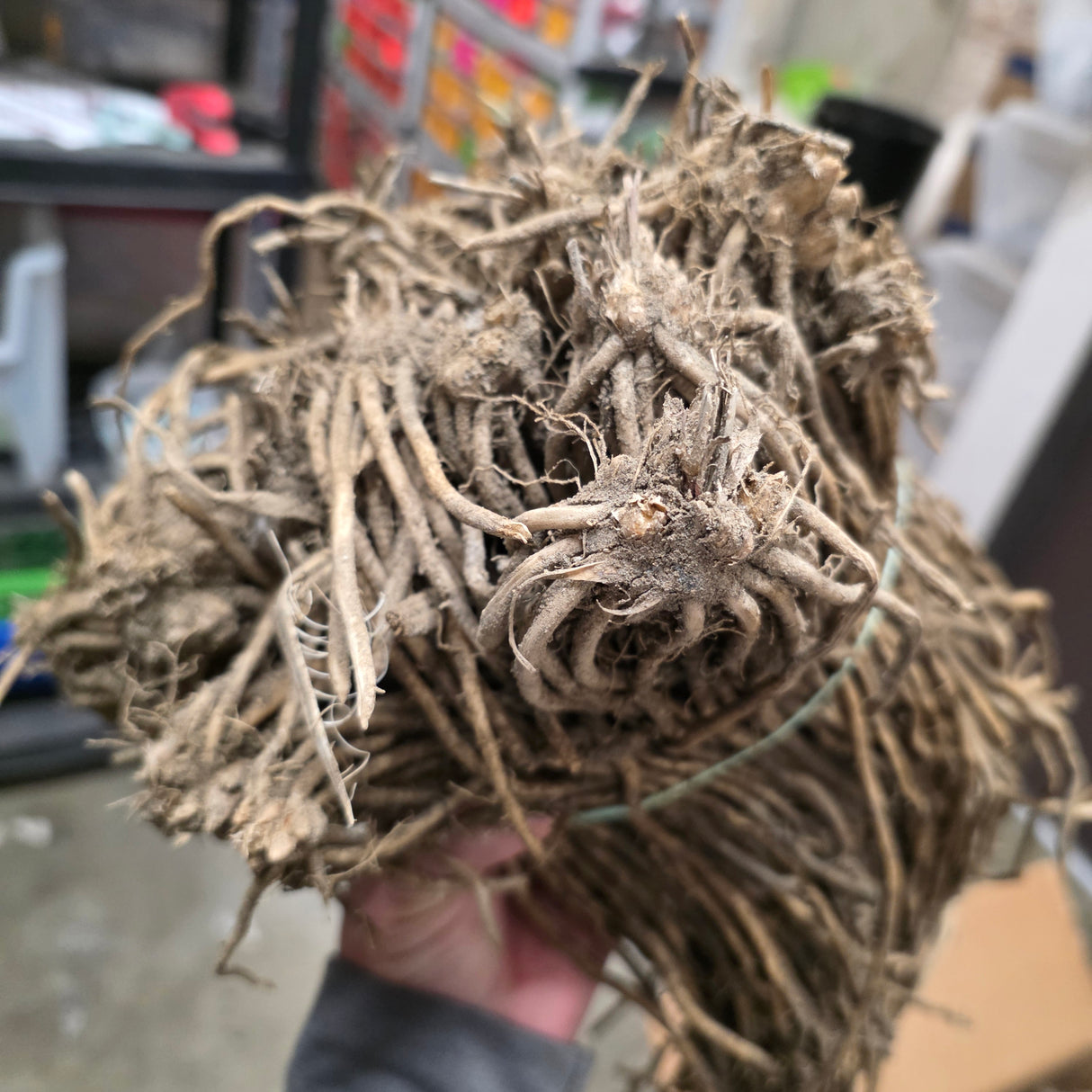 Asparagus (Crowns/Roots) - Purple Passion