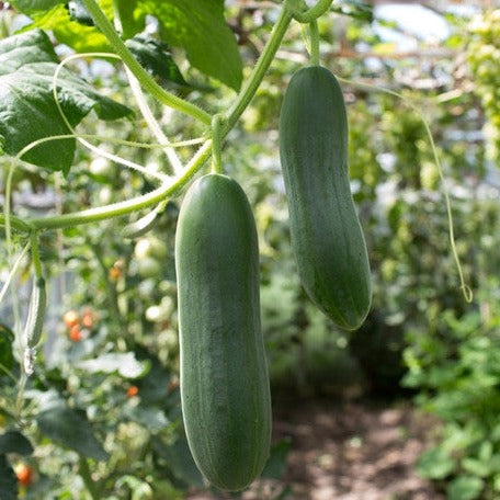Fresh Marketmore cucumber seeds from SeedsNow, showcasing vibrant cucumber seed packets for planting and gardening.