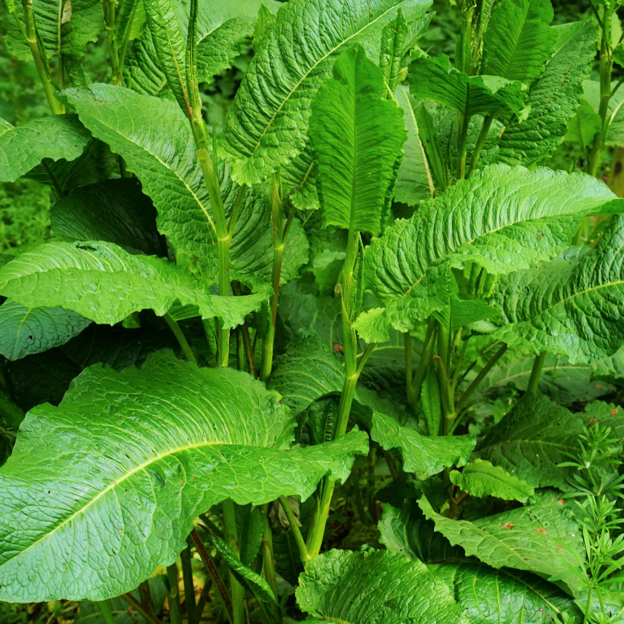 Order Sorrel Large Leaf Herb seeds for sale online from the USA! Large, arrow-shaped leaves and a distinctive tart flavor. Perfect for your garden or culinary use.