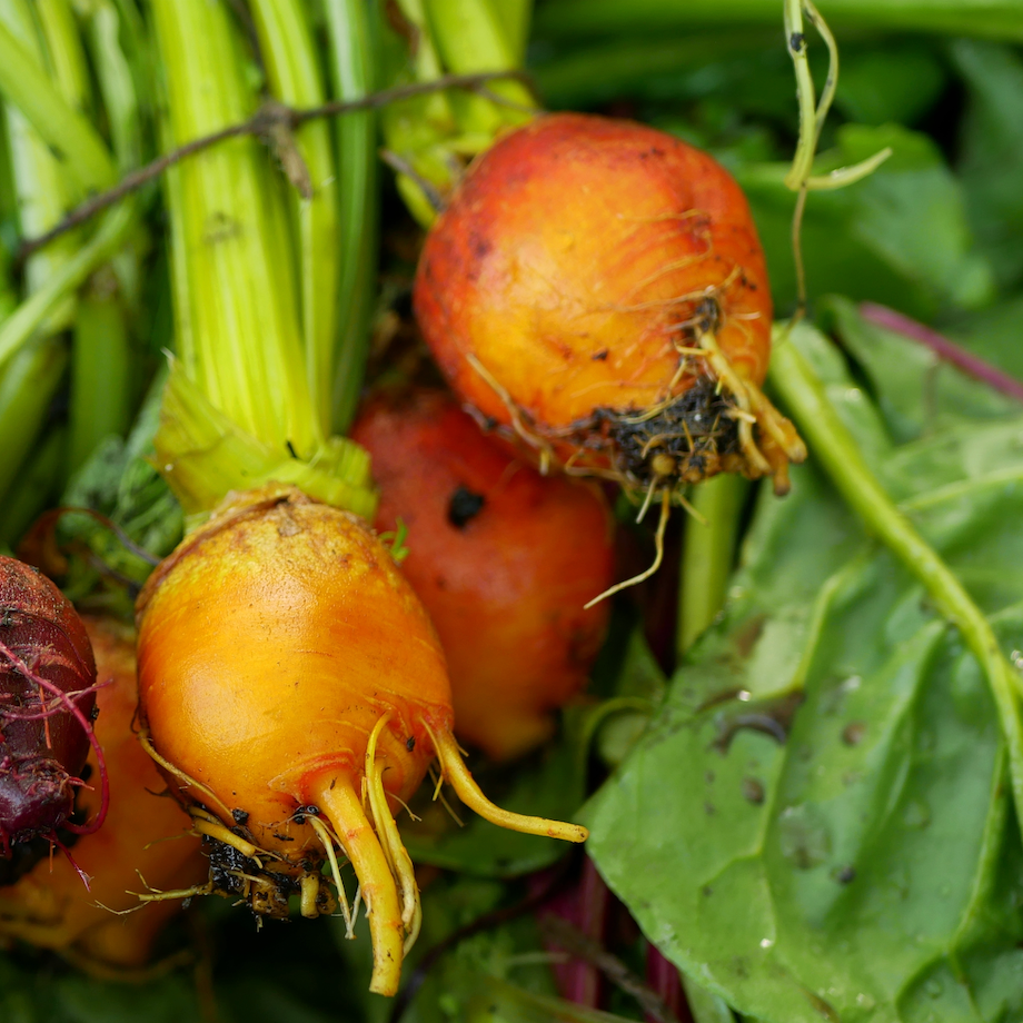 Fresh Burpee Golden Beet seeds with vibrant golden-yellow flesh and nutrient-rich qualities