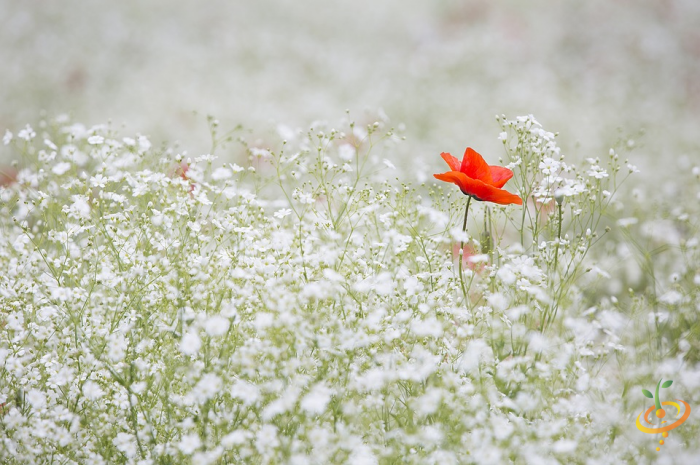 Red poppy wildflower standing out among dense white wildflowers in a partial shade garden
