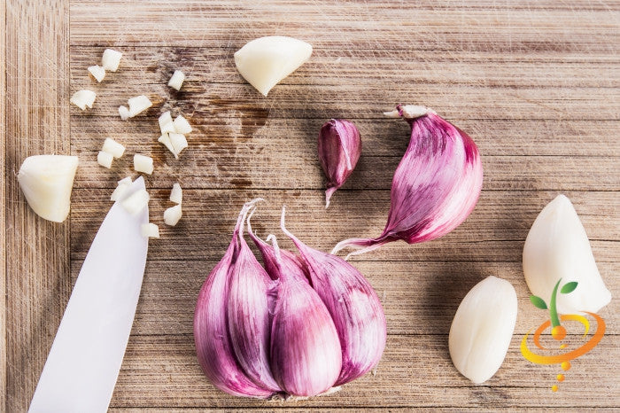 Organic Early Purple Italian soft neck garlic bulb from SeedsNow-Garlic, showing purple-skinned cloves on a clean background.