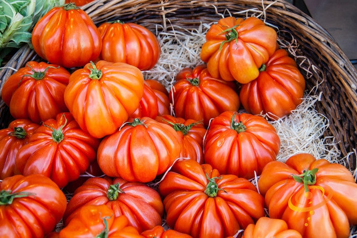 Basket of bright red Ponderosa Red Beefsteak tomatoes with ribbed, meaty fruit and green stems