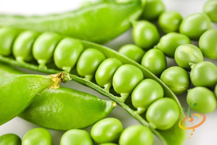 Close-up of fresh green Wando pea pods with peas inside and scattered around
