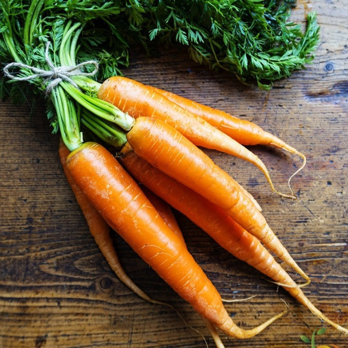 Shop for Orange Carrot Danvers seeds to buy online in the USA. 7" long, 2" thick, sweet. Open-pollinated OP, USA-quality, Heirloom, NON-GMO organic seeds & more!