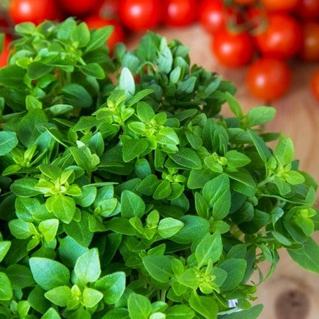 Fresh green oregano herb leaves with blurred ripe red tomatoes in the background, representing Italian oregano seeds.