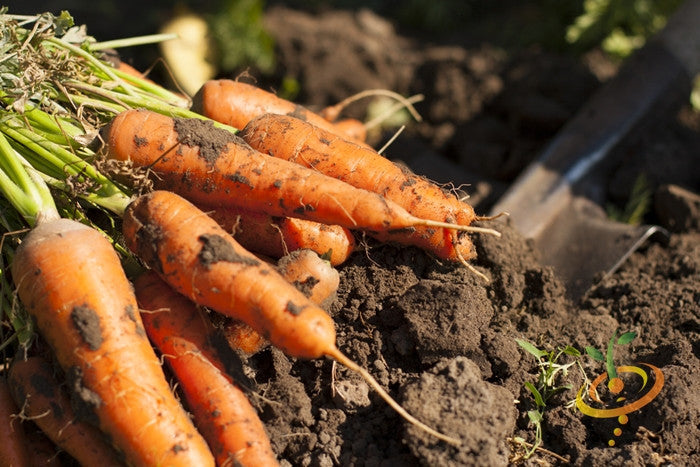 Fresh Danvers carrot seeds from SeedsNow, 7-inch long carrot seeds ideal for planting in vegetable gardens.