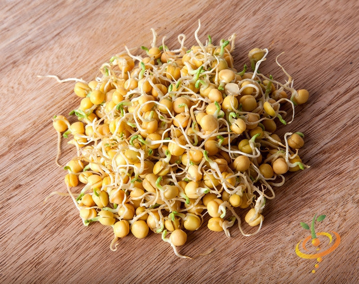 Organic green pea sprouts with yellow seeds and small green shoots on wooden surface