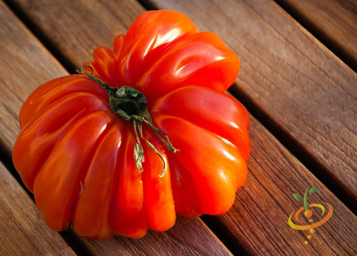 Ponderosa Red Beefsteak tomato indeterminate seeds from SeedsNow, shown as vibrant red tomato seedlings on a garden background.