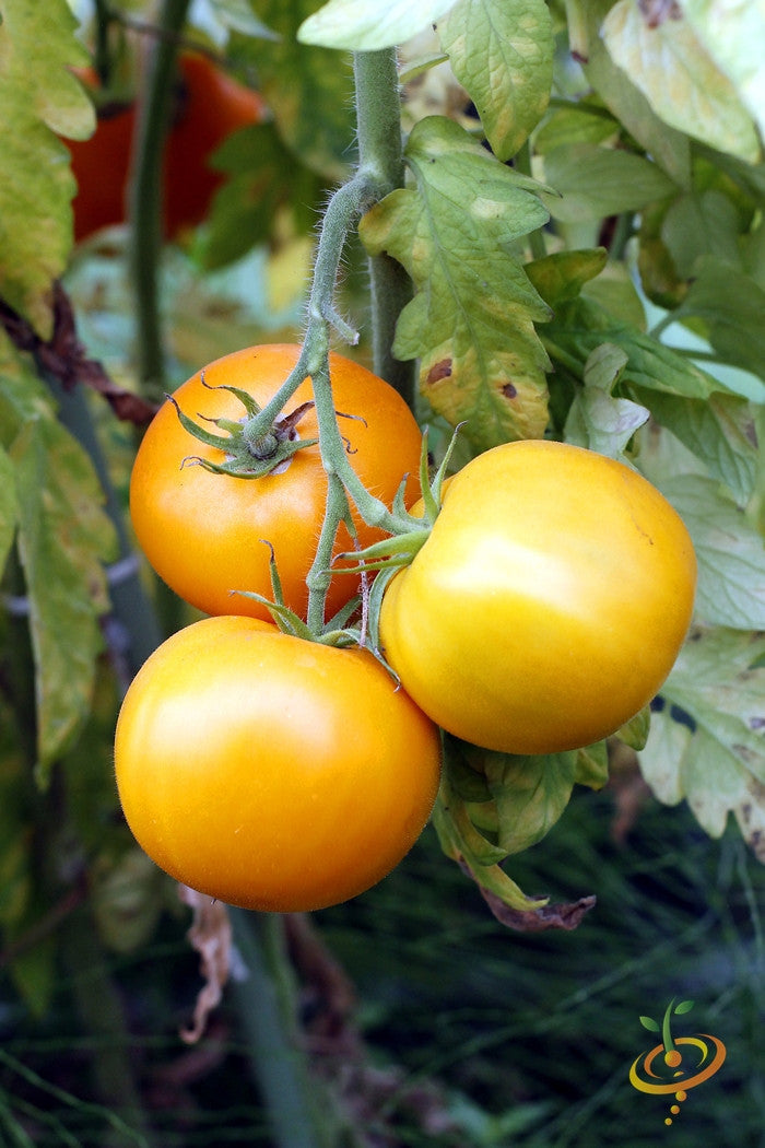 Indeterminate Jubilee tomato seeds from SeedsNow, showing vibrant green tomato plants with ripe red tomatoes on the vine.