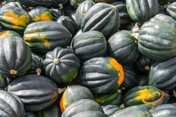 Winter acorn squash plant with ripe acorn table queen seeds from SeedsNow, showcasing the mature squash on the vine.