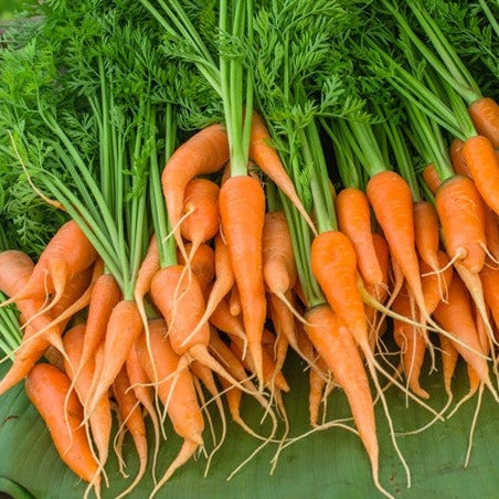 Shop for orange Little Fingers Carrot seeds. Order online in the USA. 4" long, tender, sweet! Open-pollinated, USA-quality, Heirloom, NON-GMO organic seeds & more!