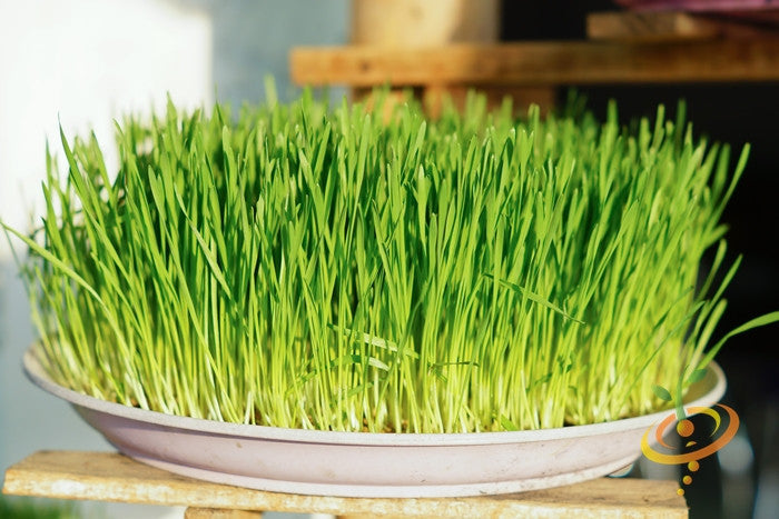Fresh wheat grass seeds for sprouts and microgreens by SeedsNow, shown in a close-up image of green seeds.