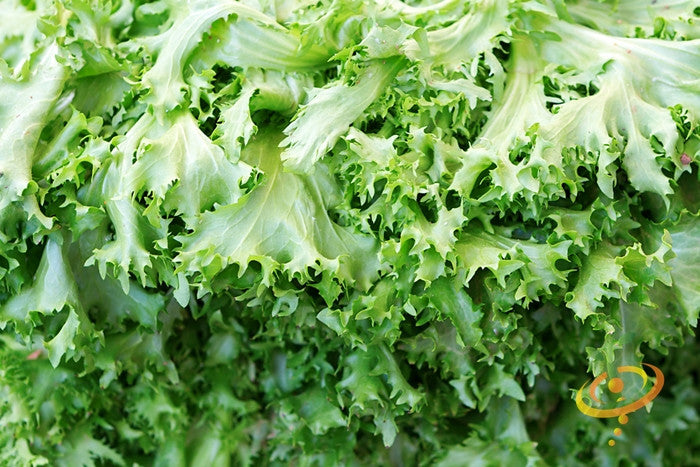 Green curled Ruffec endive seed by SeedsNow, showing vibrant, frilled leafy endive plant ready for planting or harvest.
