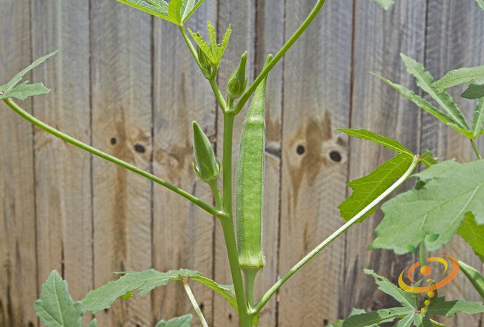 Emerald green velvet okra seeds from SeedsNow, organic and high-quality for planting in vegetable gardens.