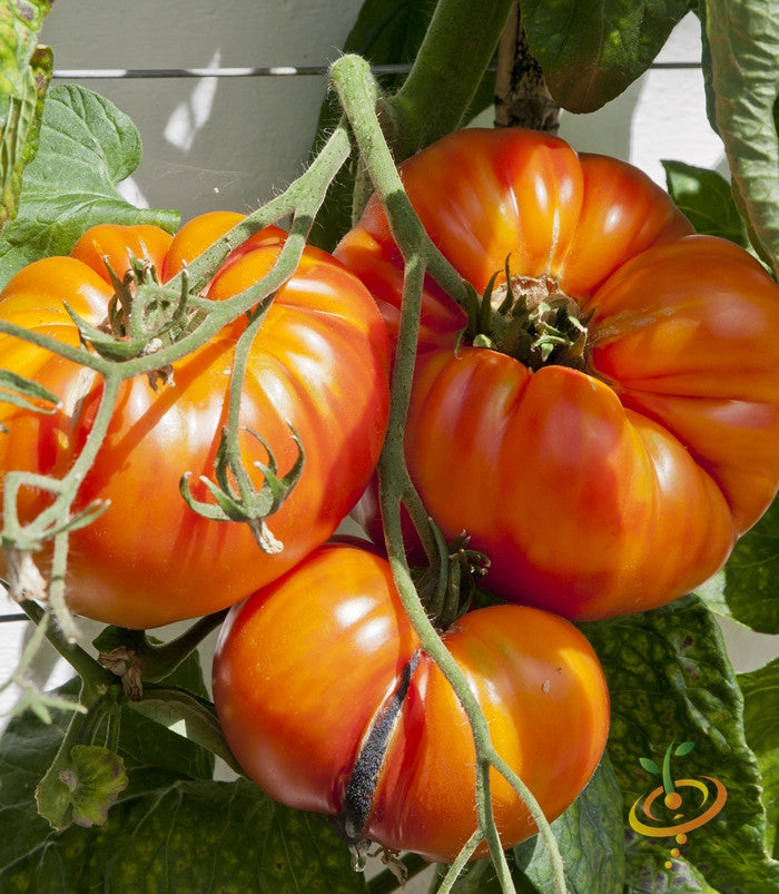 Beefsteak Ponderosa Red indeterminate tomato seeds from SeedsNow, showing vibrant red tomato seeds and fresh seed packet.