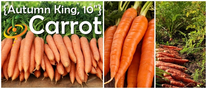 Autumn King 10 inch long carrots fresh and in soil rows