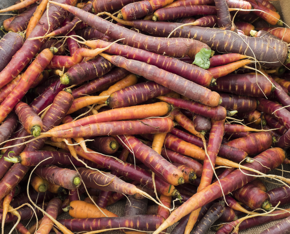 Purple Haze carrot seeds from SeedsNow, 8-inch long purple carrot seeds on a white background.
