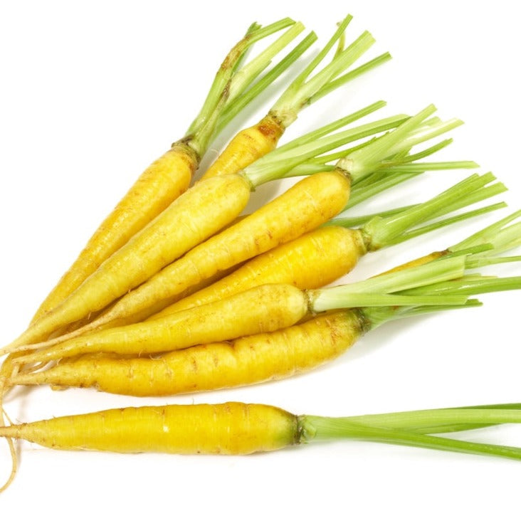 Shop Solar Yellow Carrot seeds to order online in the USA. Bright yellow, crispy crunch, super sweet. Open-pollinated, USA-quality, NON-GMO organic seeds & more!