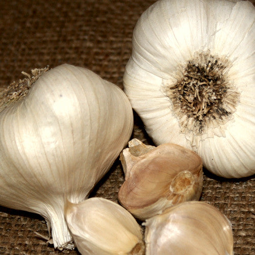 Organic Inchelium Red softneck garlic bulb from SeedsNow-Garlic, showcasing its white, papery skin and plump cloves.