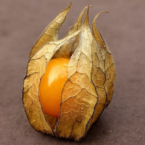 Buy Pineapple Tomatillo seeds online from USA! High-quality USA seeds!