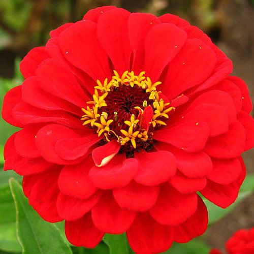 Shop Buy Righteous Red Wildflowers Scatter Garden Seed Mix online in the USA! Create vibrant, red flower displays in your garden effortlessly with this easy scatter seed mix.
