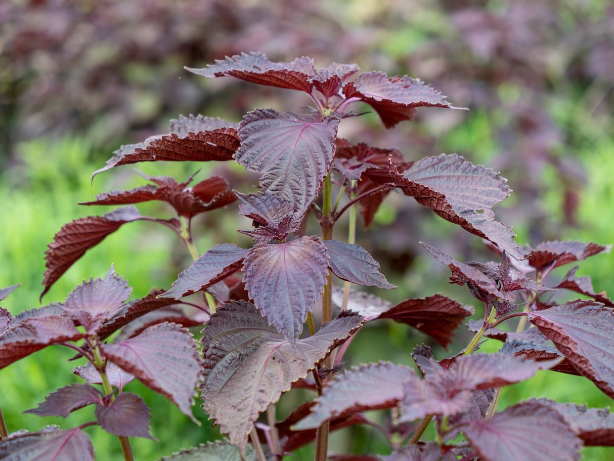 Red Shiso plant with large deep purple serrated leaves growing outdoors