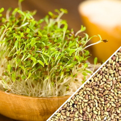 Close-up of fresh organic alfalfa sprouts in a wooden bowl with alfalfa seeds shown alongside for sprouts/microgreens growing.
