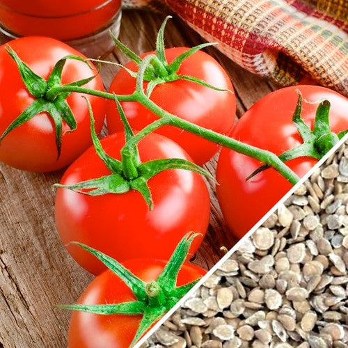Bright red Bonny Best tomatoes on vine with close-up of seeds, known for small seed core and firm texture, ideal for fresh slicing or canning
