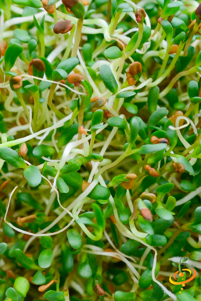 Close-up of fresh organic alfalfa sprouts microgreens growing densely with green leaves and white stems