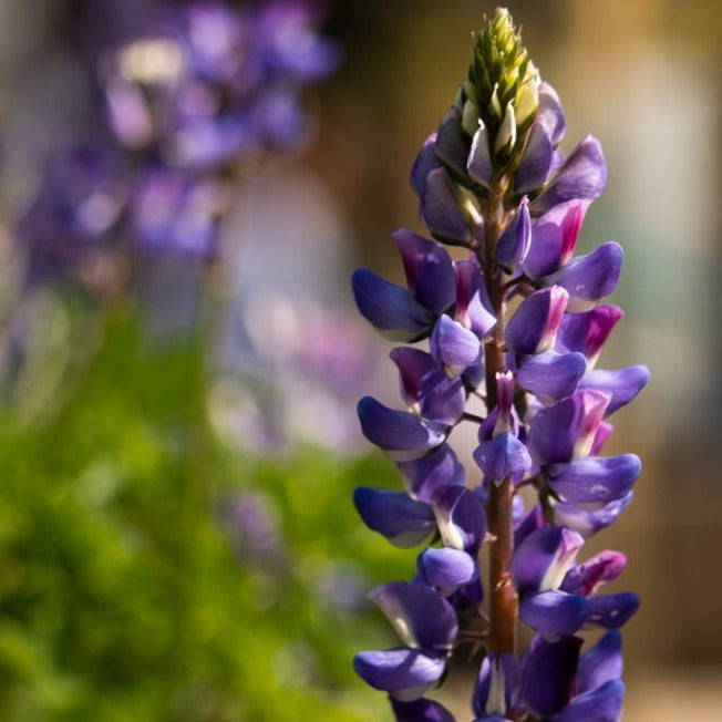 Buy Arroyo Lupine Flower seeds from the USA now! Lupinus succulentus