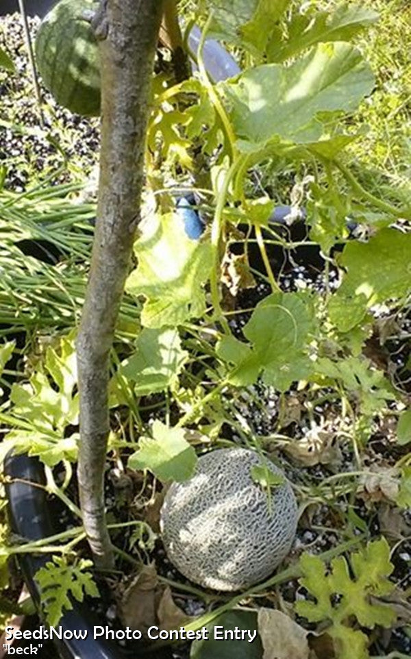 Honey Rock cantaloupe melon growing on vine with leaves and garden soil background