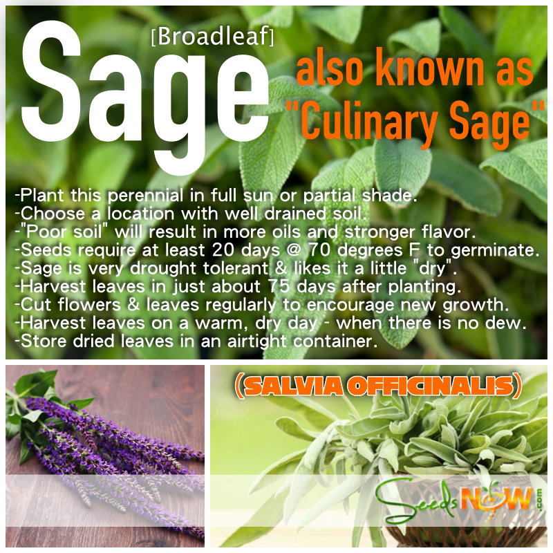 Broadleaf sage seeds from SeedsNow, showing small, green seeds ideal for planting and herb gardening.