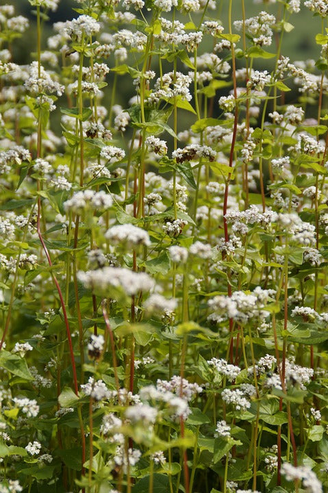 Fresh buckwheat seeds for cover cropping, showing small, dark seeds in a bag labeled SeedsNow-CoverCrops.