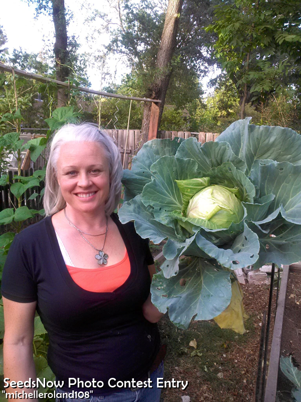 Woman holding large drumhead cabbage grown from Cabbage - Drumhead seeds in garden