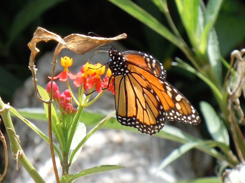Tropical Milkweed flower seeds with deep red and blood-red blooms, suitable for attracting monarch butterflies.