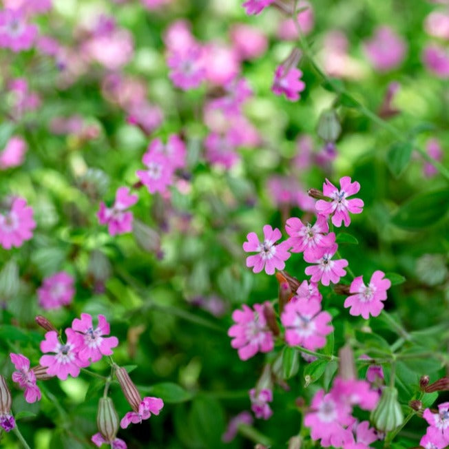Order Nodding Catchfly seeds Silene pendula for sale online from the USA to grow charming pink flowers that attract pollinators. Perfect for baskets & wall gardens!