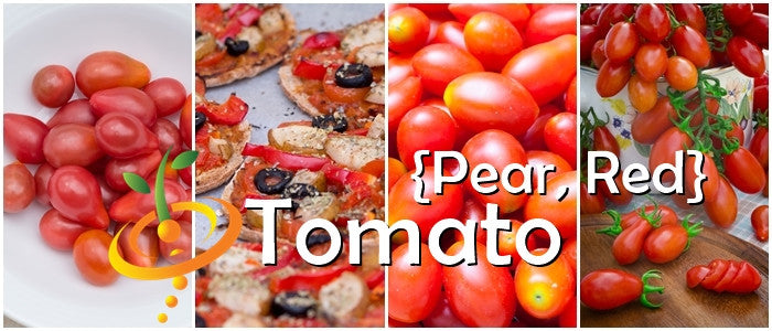 Red Pear Tomato small sweet pear-shaped red tomatoes on vine and on plate with roasted tomato dishes