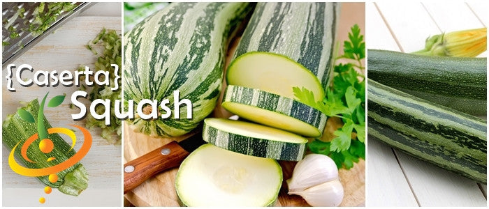 Close-up of striped Caserta summer squash with slices and garlic on wooden board for home gardening and market growers