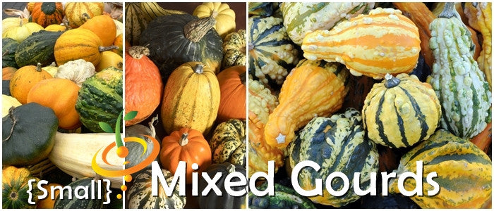 Mixed small gourds of various shapes, sizes, and colors from Gourd - Mixed seeds collection