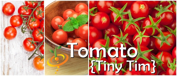 Tiny Tim determinate tomato seeds by SeedsNow, small tomato seeds ideal for container gardening and compact plant growth.
