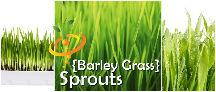 Sprouts and microgreens of barley grass seeds from SeedsNow, showing fresh green sprouting barley grass on a white background.