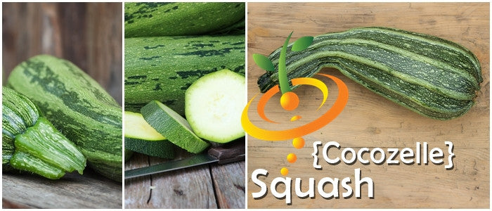 Fresh Cocozelle summer squash growing on a vine with green and striped zucchini-like fruits, from SeedsNow.