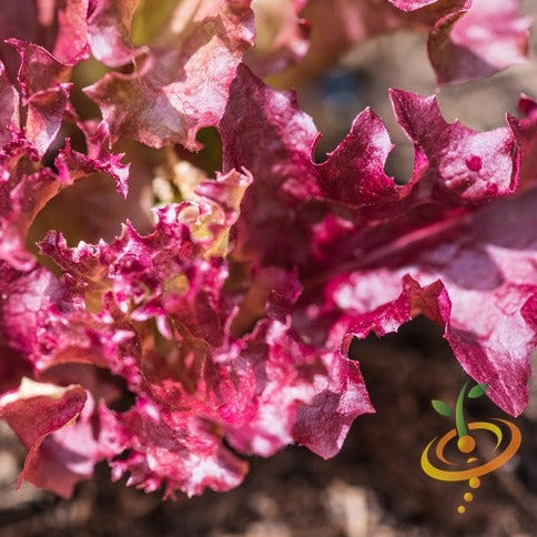 Lollo Rossa Curly Red Lettuce seeds for sale to buy online from the USA. Chef's favorite lettuce! Open-pollinated, USA-quality, Heirloom, NON-GMO organic seeds & more!
