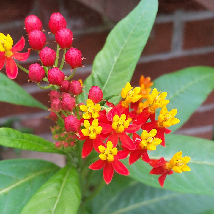 Tropical Milkweed flower seed packet showing vibrant deep red Blood Flower blossoms, ideal for butterfly gardens.