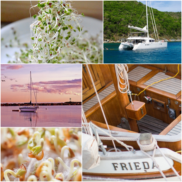 How do I Grow SPROUTS & MICRO-GREENS on a Liveaboard Sailboat Yacht?