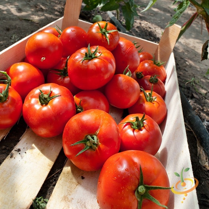 Buy Determinate Tomato Seeds | High-Quality Organic Heirloom Seeds