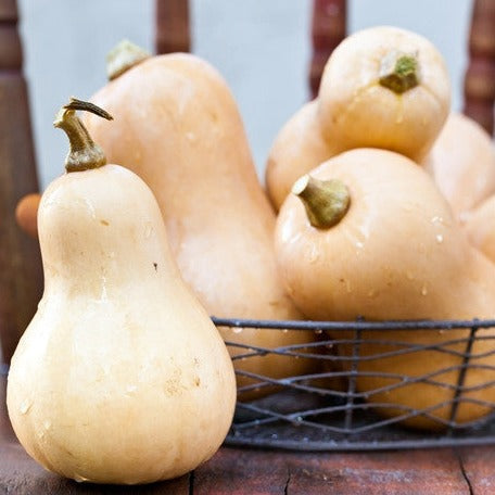 Buy high-quality Winter Squash & Zucchini Seeds Online from USA now!