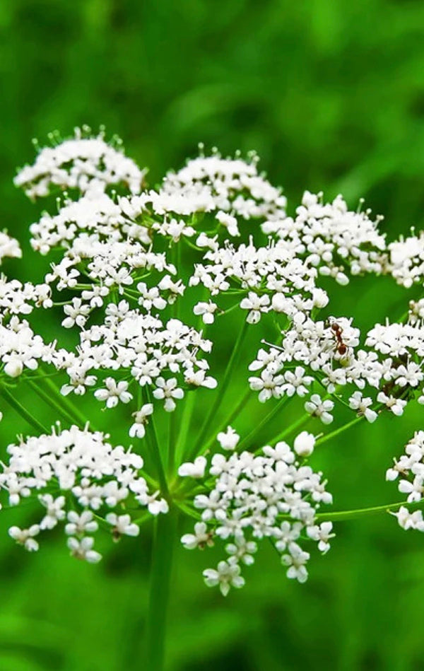 All Anise (Aniseed) Herb Seeds